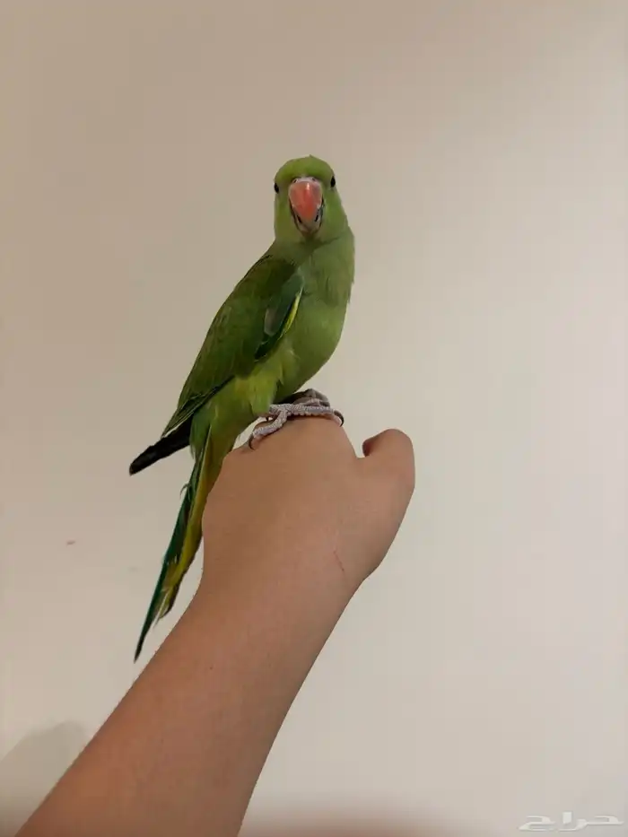 دره هنديه أليفه متكلم 8