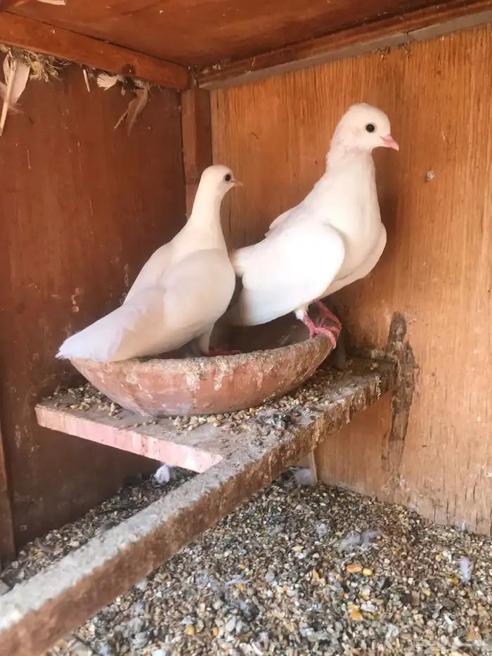 صنعاني اصيل شيبه 11