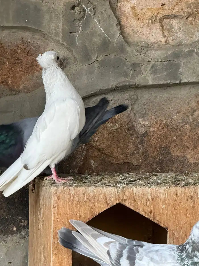حمام قطايف وزاجل وبكستاني 9