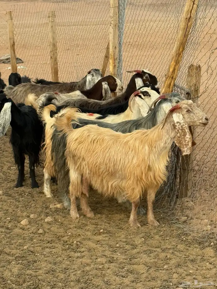 معزا مراح بالمجمعة 0