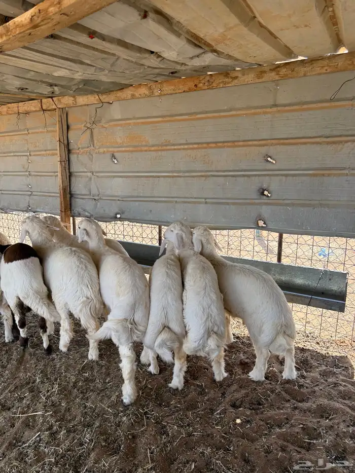 ذبايح حري بري و تيوس نظيف فيه تمارا 3