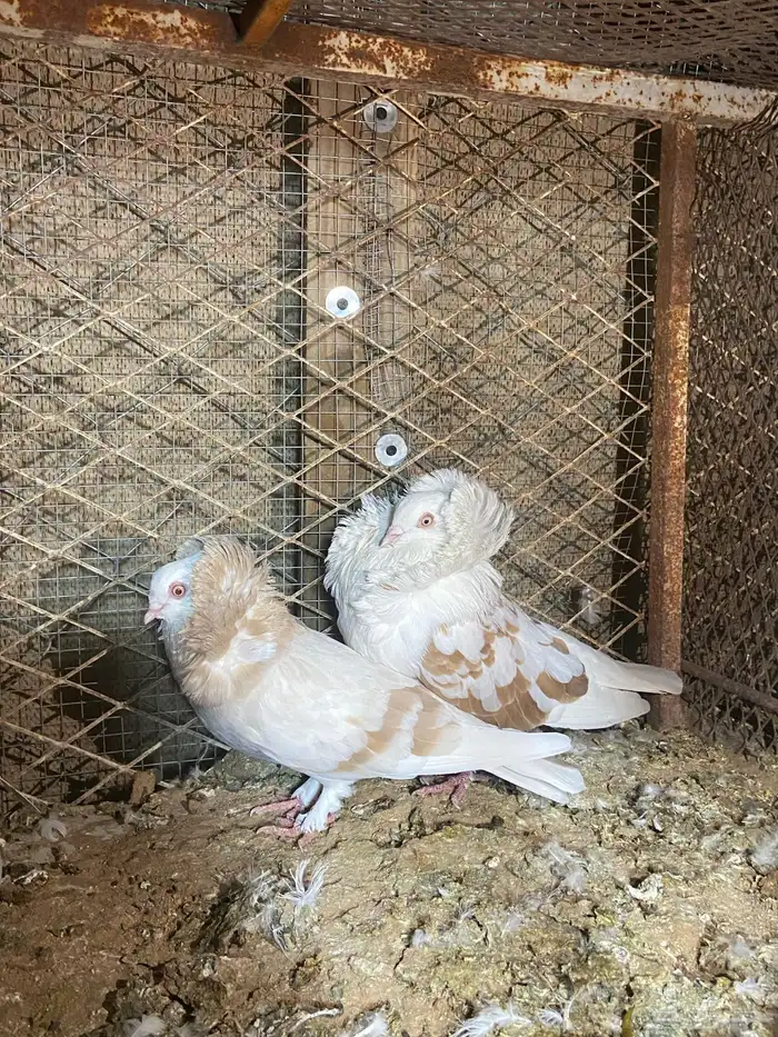حمام شامي 2