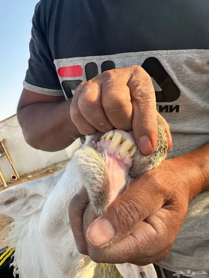 خروف فحل حري الخرج تم البيع 7
