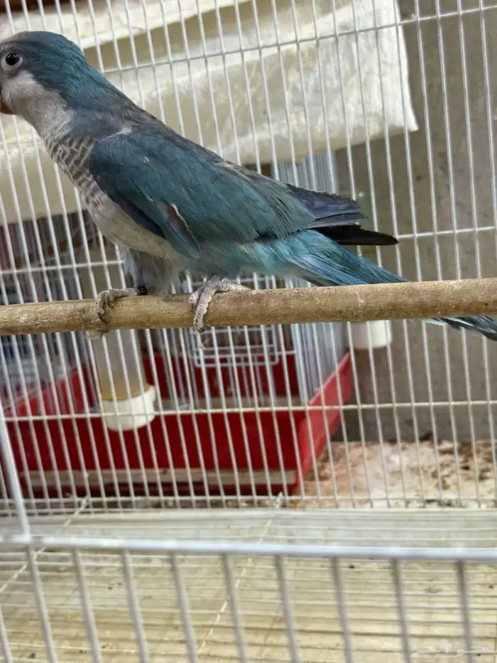 جوز كويكر ازرق منتج ( محلل بشهايد ) 0