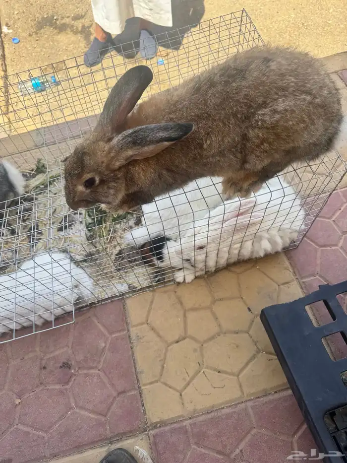 ارانب فرانسي وأمريكي 2