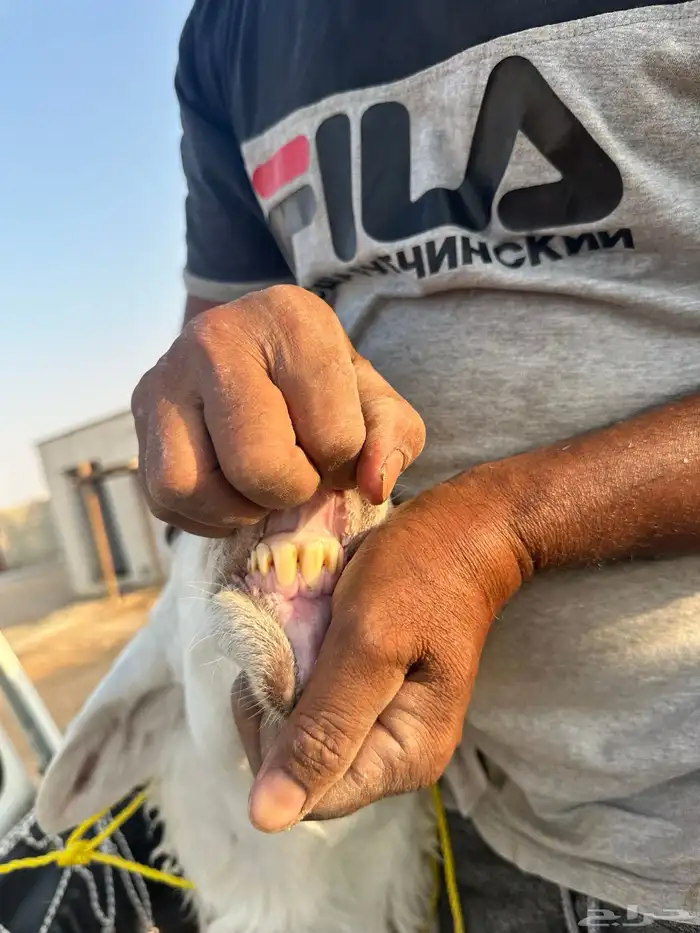 خروف فحل حري الخرج تم البيع 6