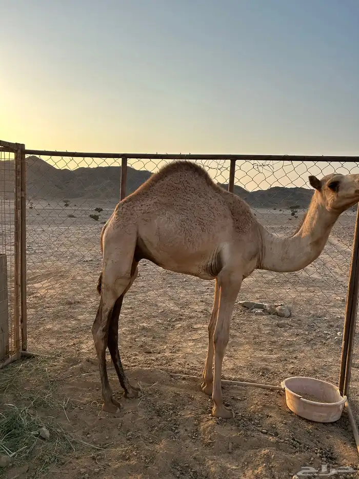 قعود للبيع 0
