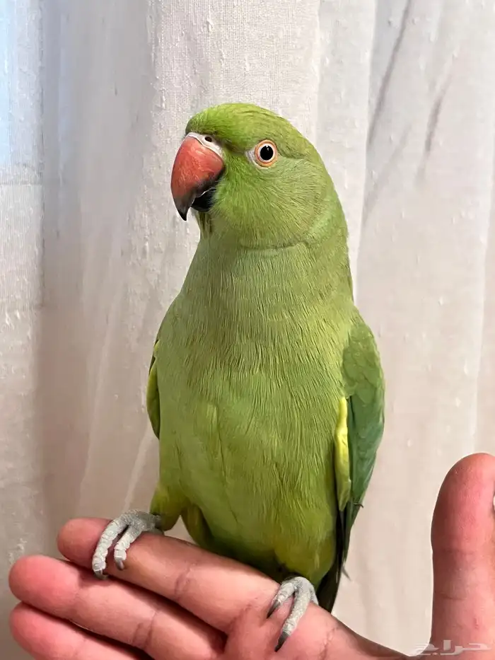 أنثى دره هنديه الليفه متكلمه 2