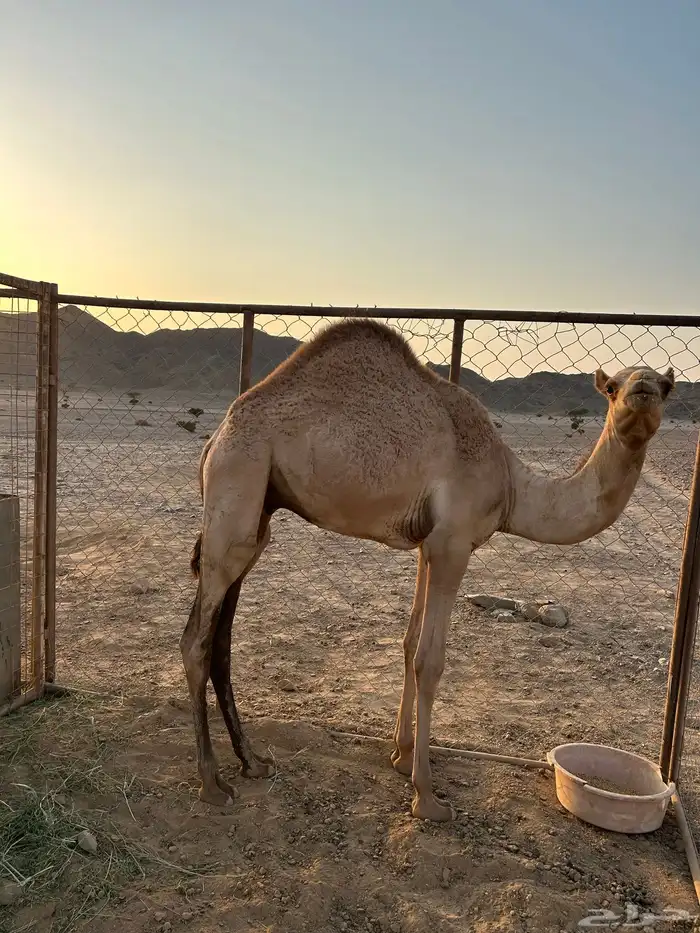 قعود للبيع 1