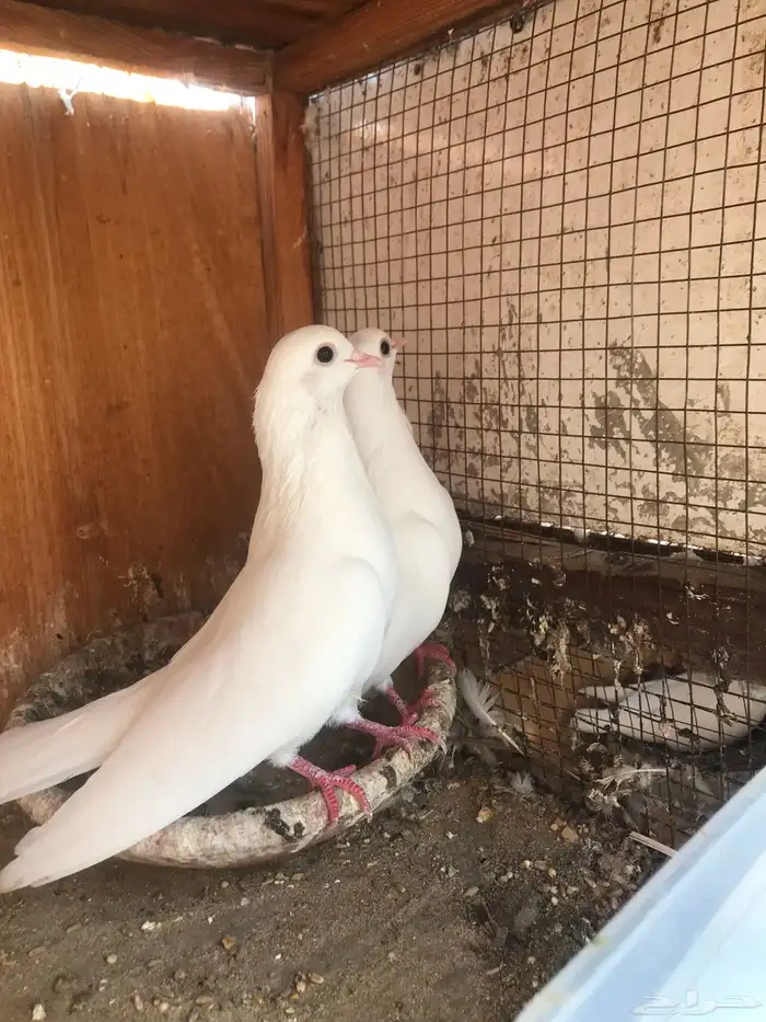 صنعاني اصيل شيبه 7