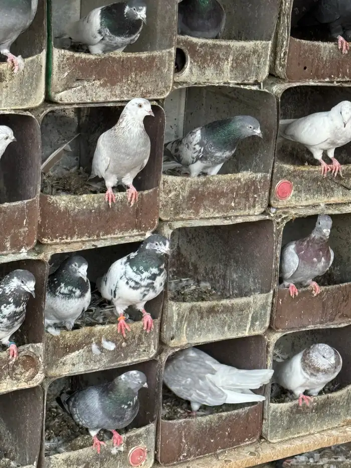 حمام قطايف وزاجل وبكستاني 0