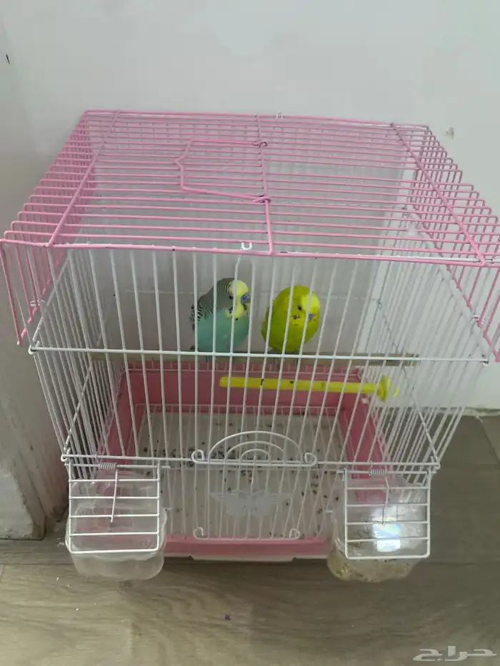 طيور الباجي مسيومه 250 0