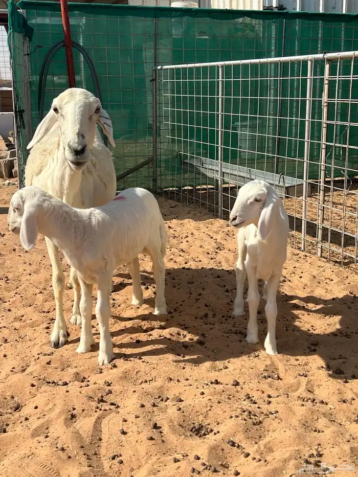 حريه متبع بخروف ورخل كفوو 1