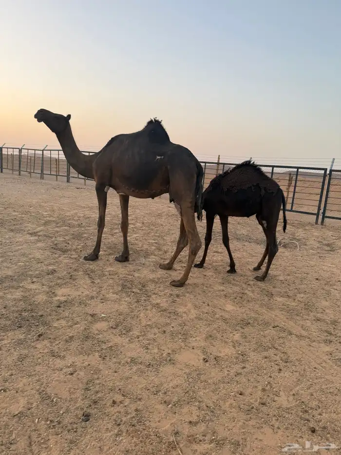 لقحه وبنتها معها 9