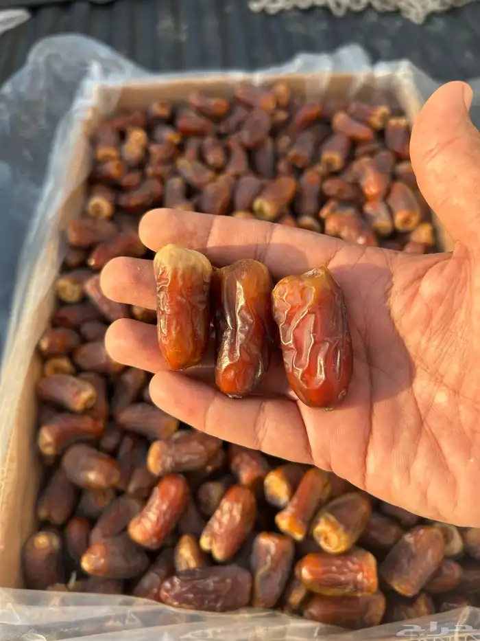 تمر برني للبيع 0