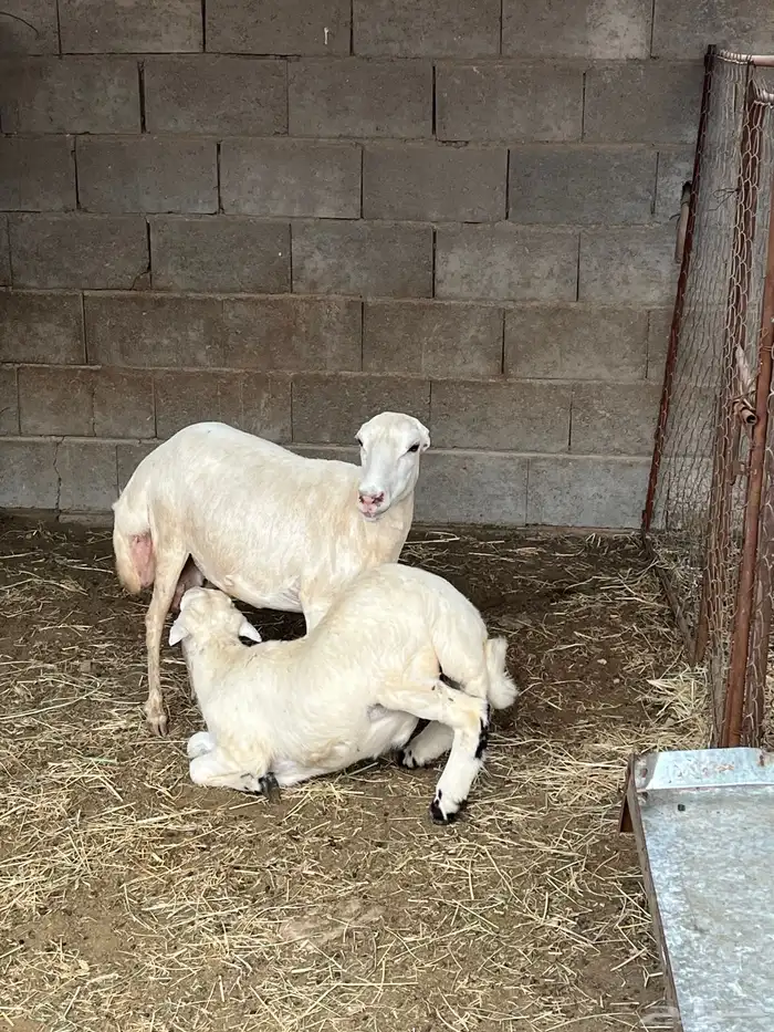 نعجه رفيديه( تم البيع ) 1