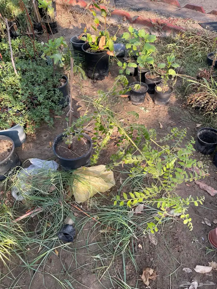 شتلات شجيرة كاري بهارات هندية 2