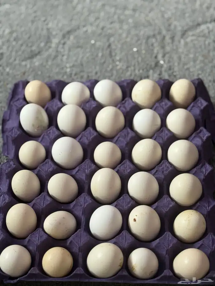 يوجد طبق بيض واحد عربي فري اصيل دم صافي 0