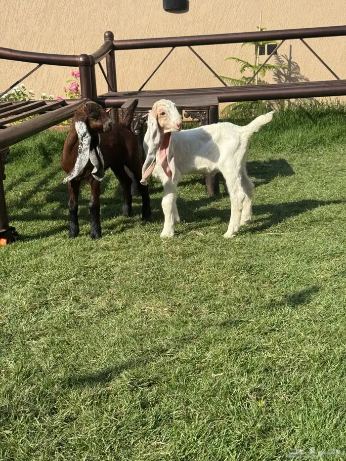 تيس وجفره دوغير 9
