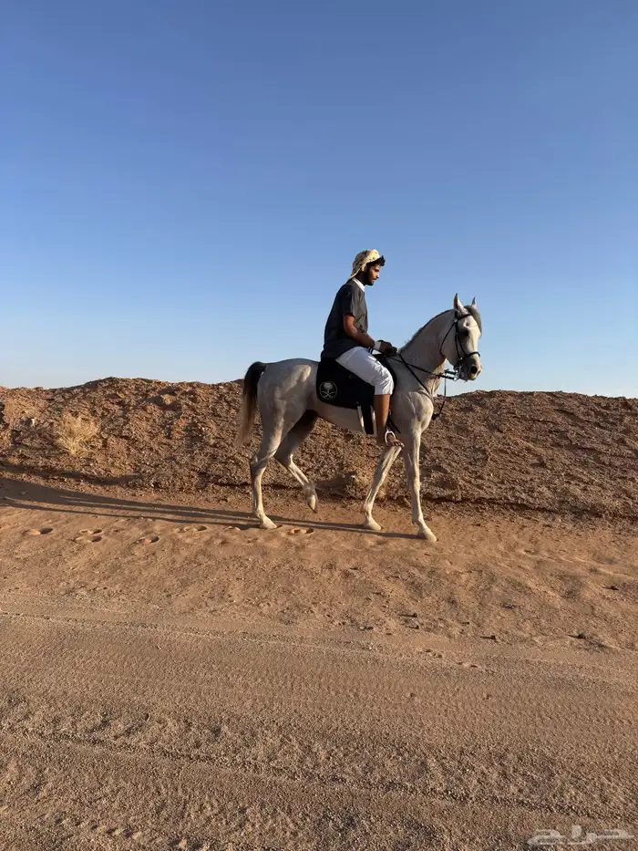 حصان أشعل واهو 8