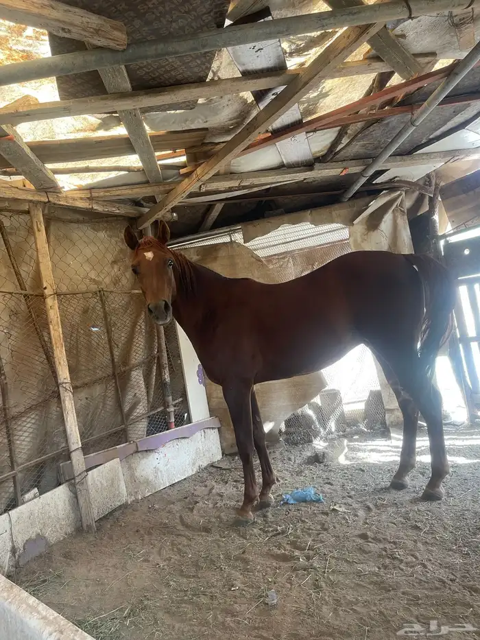 حصان عمر سنتين غير معسوف حصان مشروط 4