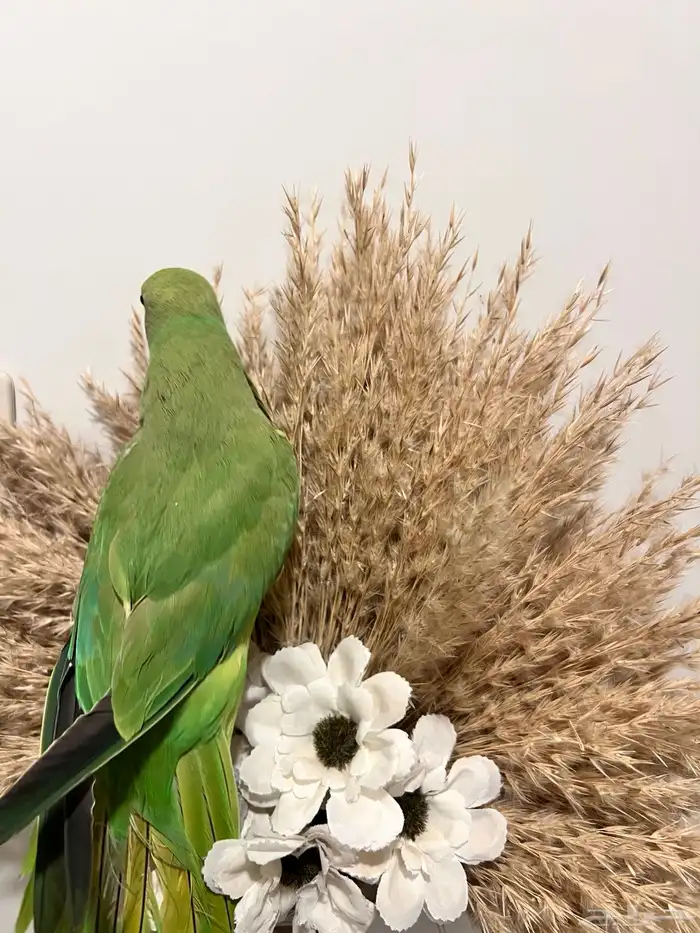 أنثى دره هنديه الليفه متكلمه 4