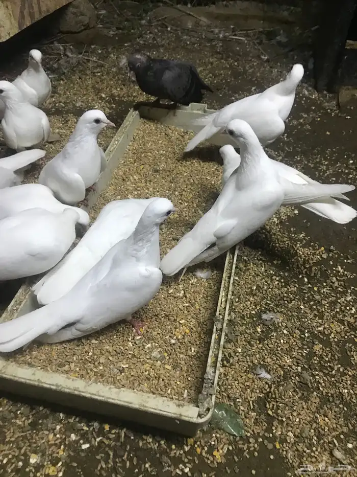 صنعاني اصيل شيبه 1