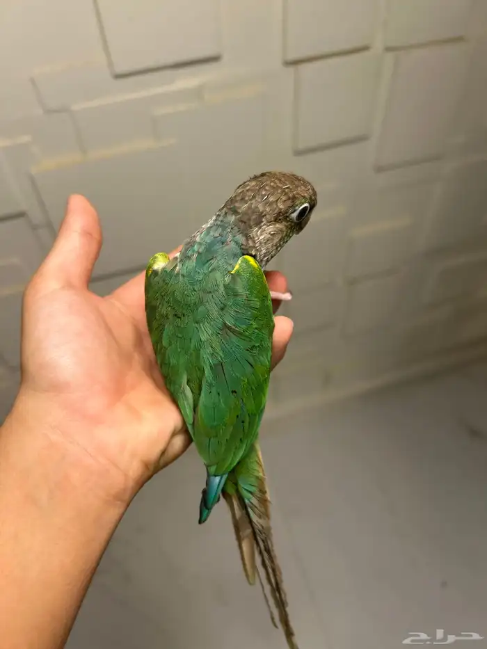 ببغاء كنيور 2