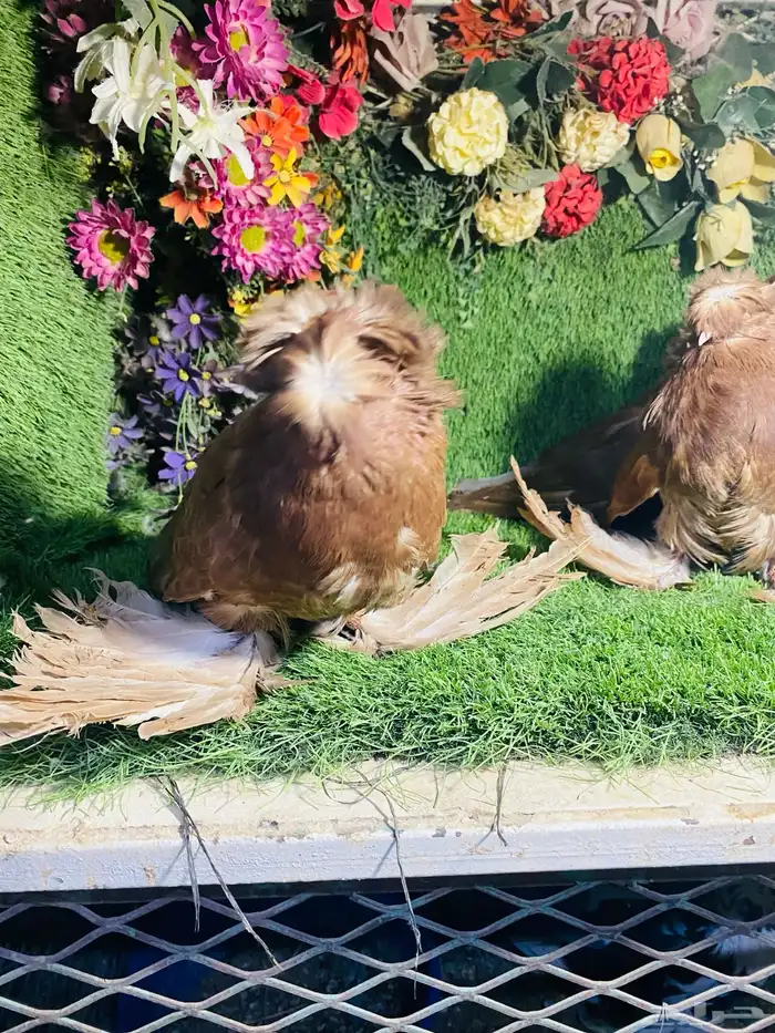 للبيع مجموعة بخارات 3