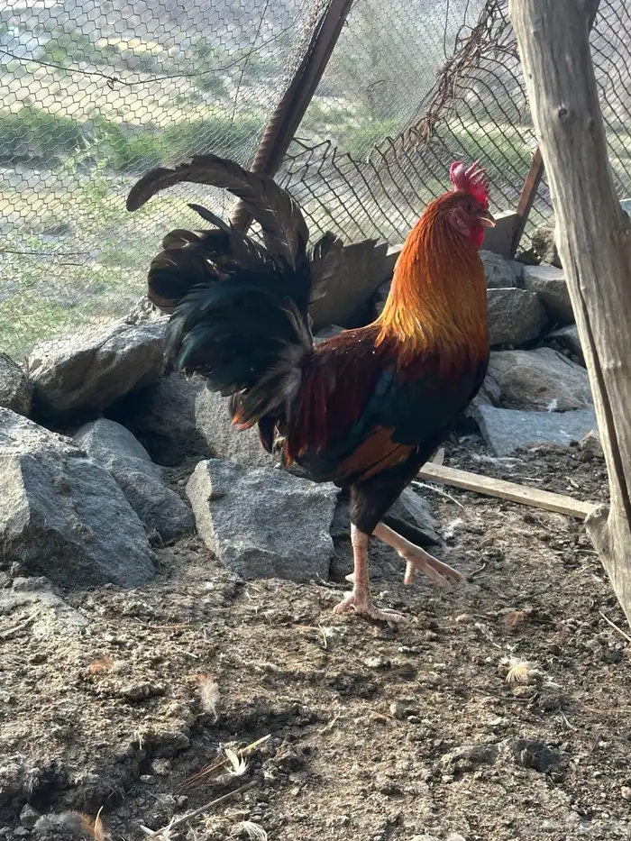 دجاج بلدي ترثه اصيل عربي فري 8