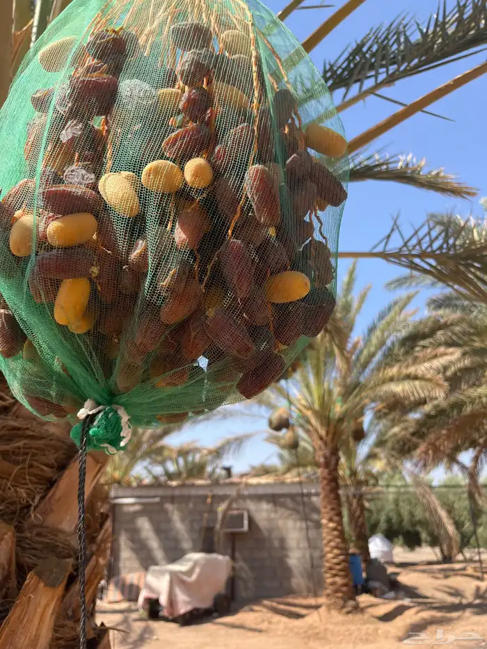 تمر برني ابوراكة 0