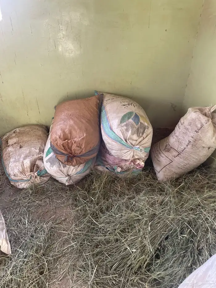 تمر غنم للبيع العدد 30كييس 3