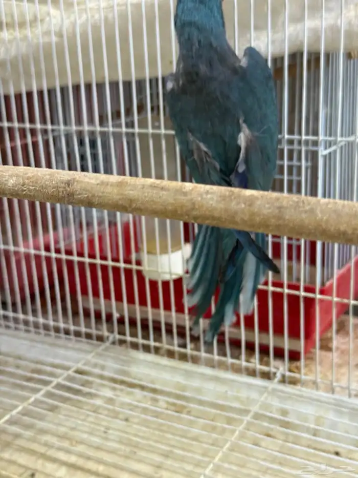 جوز كويكر ازرق منتج ( محلل بشهايد ) 2