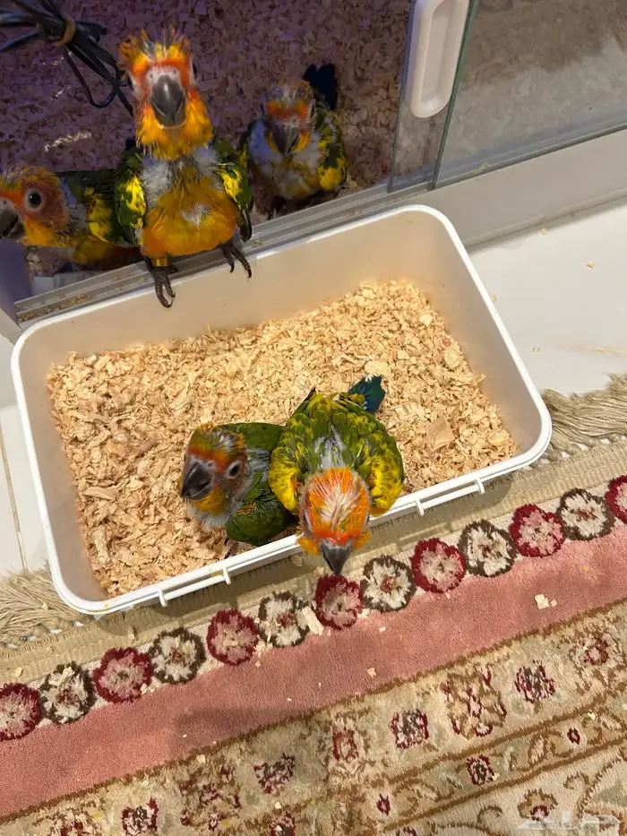 فرخ صن كنيور 1