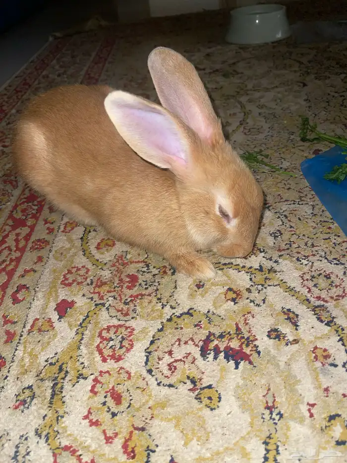 من فصيلة الفلمنكي للبيع ذكر عمره 6 شهور هادى واليف جدا 2