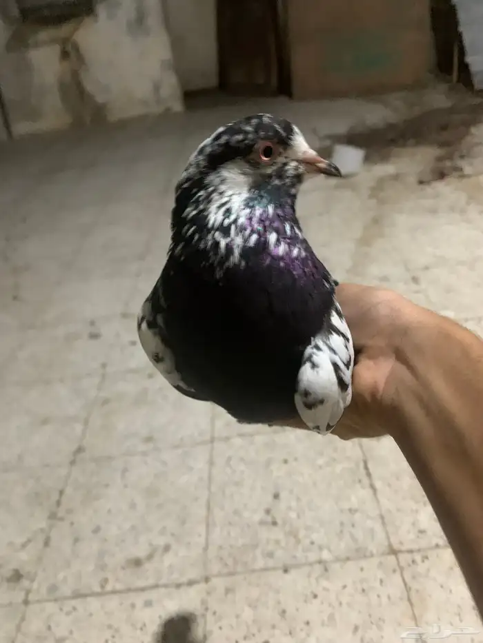 نعرض لكم حمام بكستاني 0