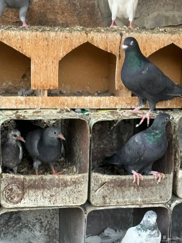 حمام قطايف وزاجل وبكستاني 2