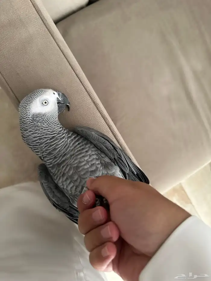 كاسكو للبيع 6
