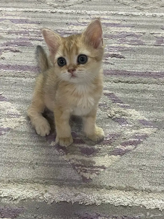 كيتن سكواتش 5