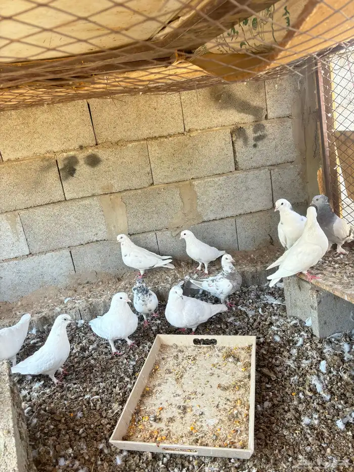 حمام فرنسي وباكستاني و بلدي 2