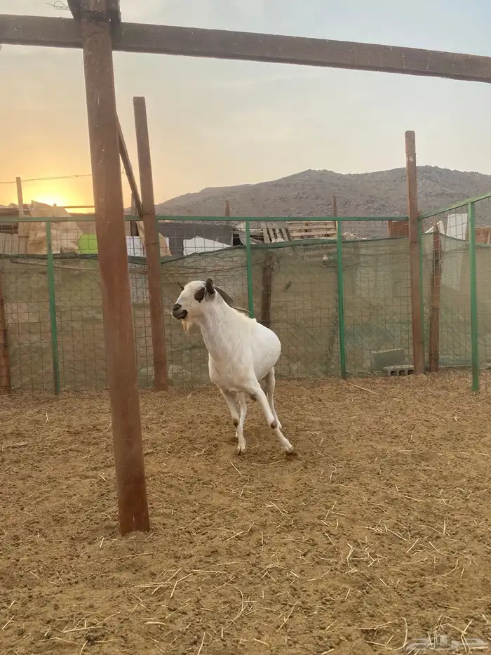 تيس بيشي اكحل فاخر 2