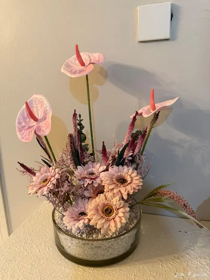 استقبال مولوده 3