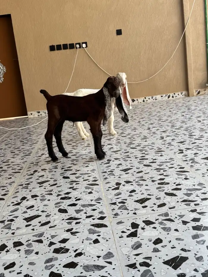تيس وجفره دوغير 0