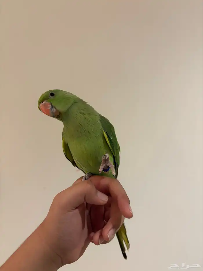 دره هنديه أليفه متكلم 4