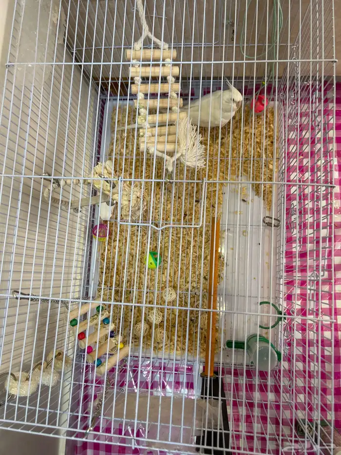 ببغاء كروان لاتيني اليف 0