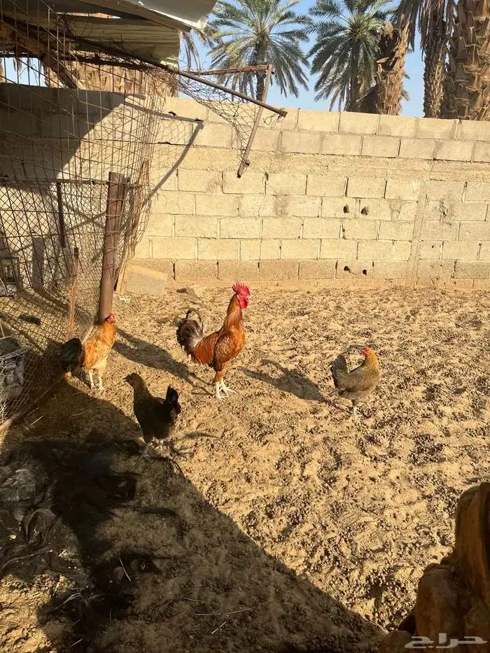 ديك بلدي ترثه ومعه مفرخه 0