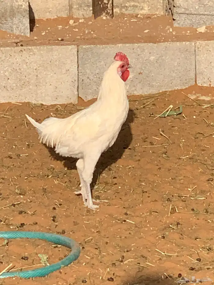 دجاج ابيض لوهان بلدي تم البيع 2
