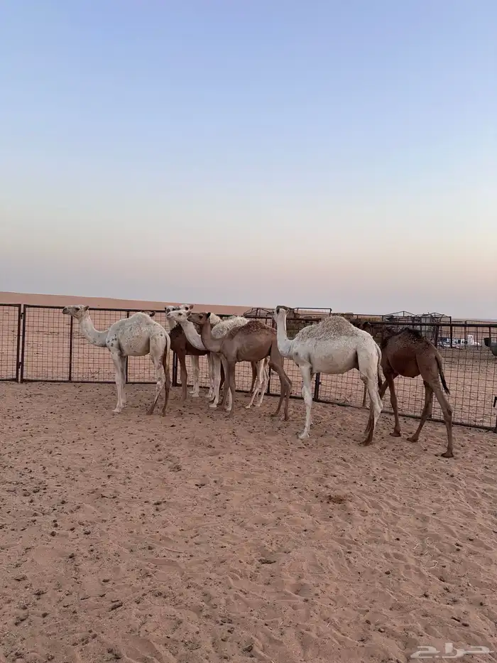 قعدان للبيع 2