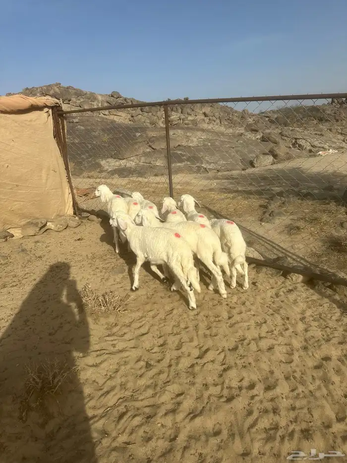 8من البهم للبيع 2