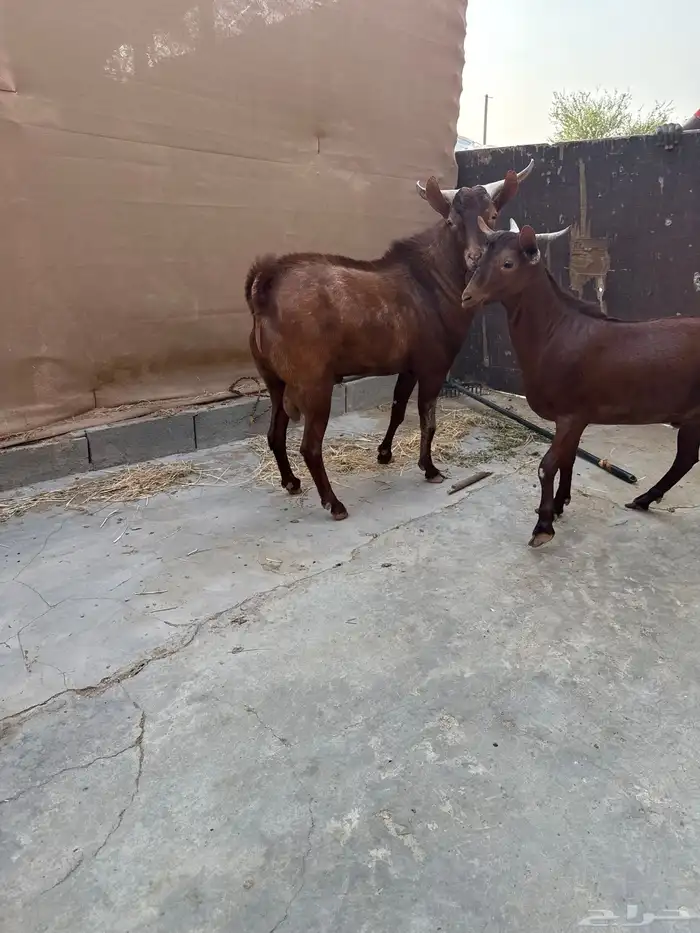 اربعة فحول 3